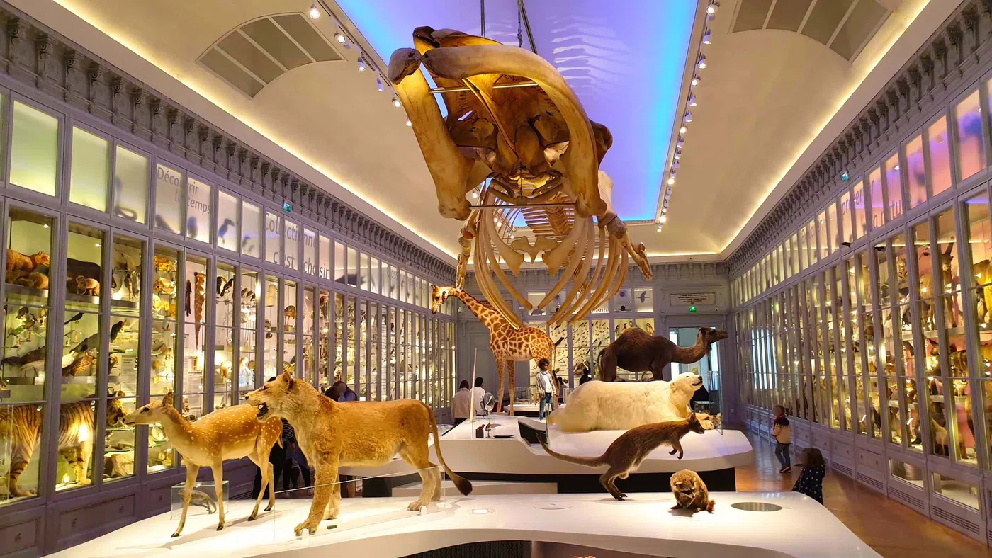 Musée d'Histoire Naturelle — Bordeaux