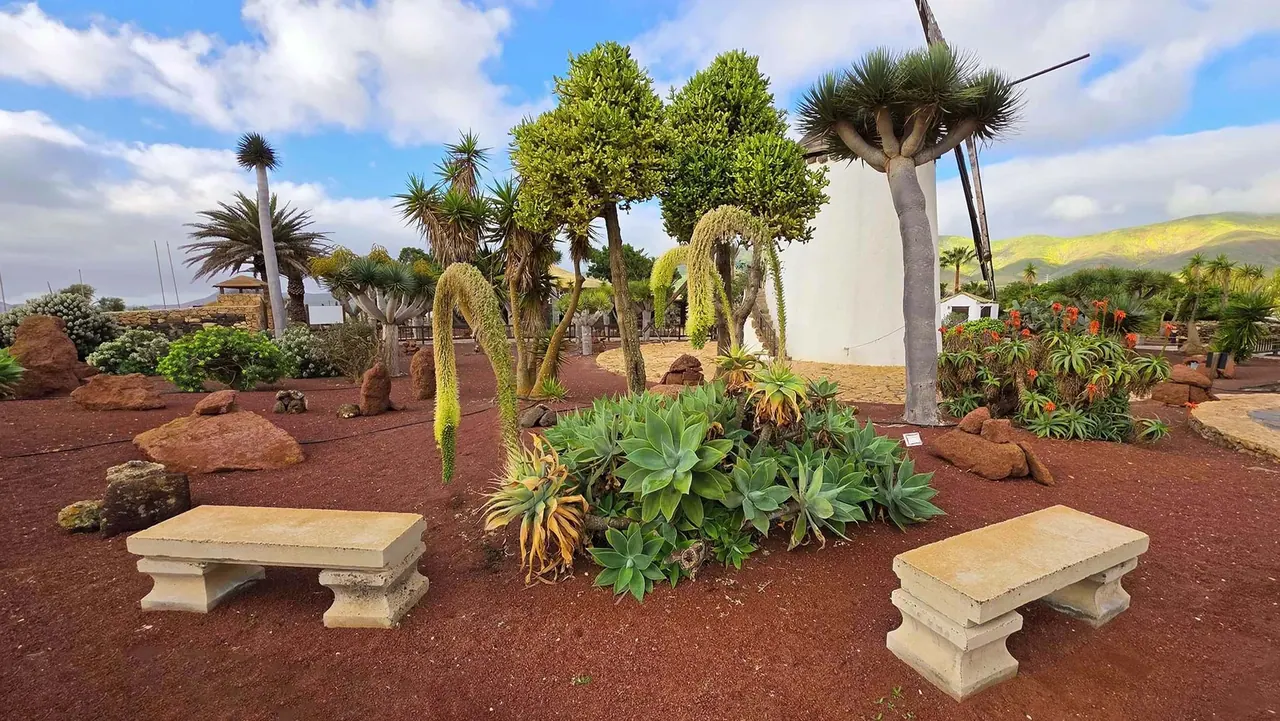 Jardin de cactus — Antigua
