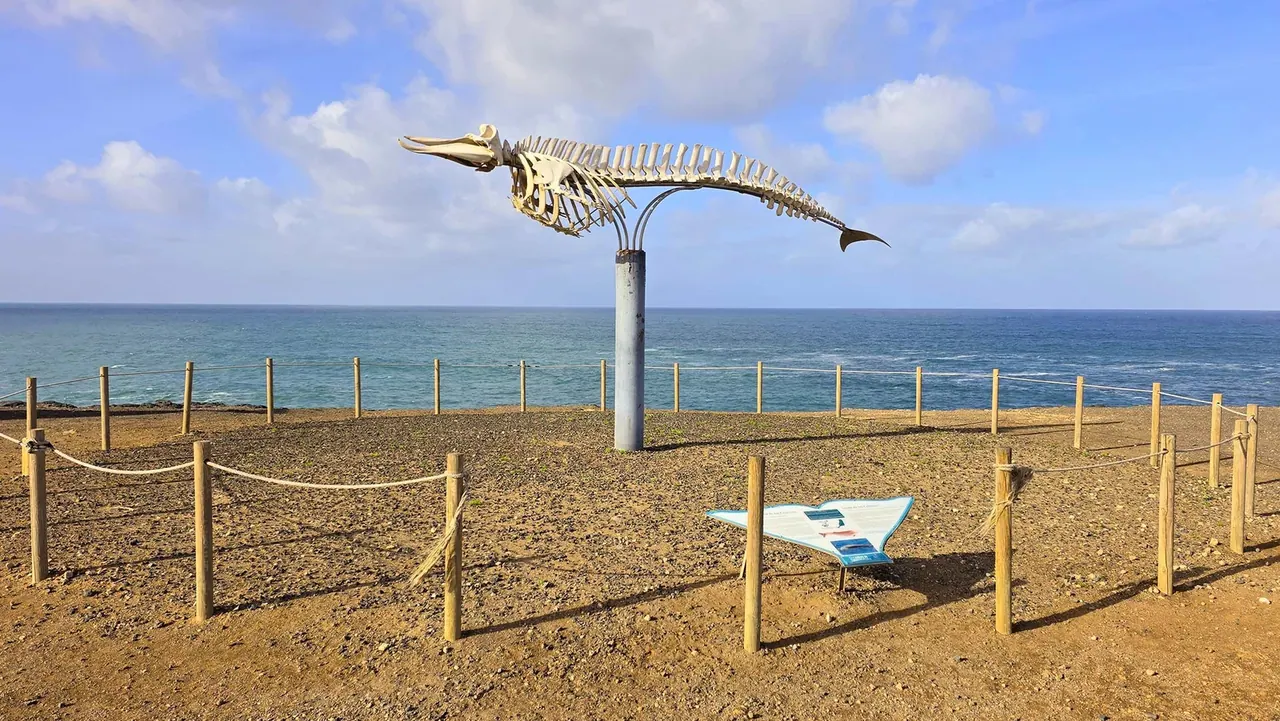 Squelette de baleine à bec de Cuvier — El Cotillo