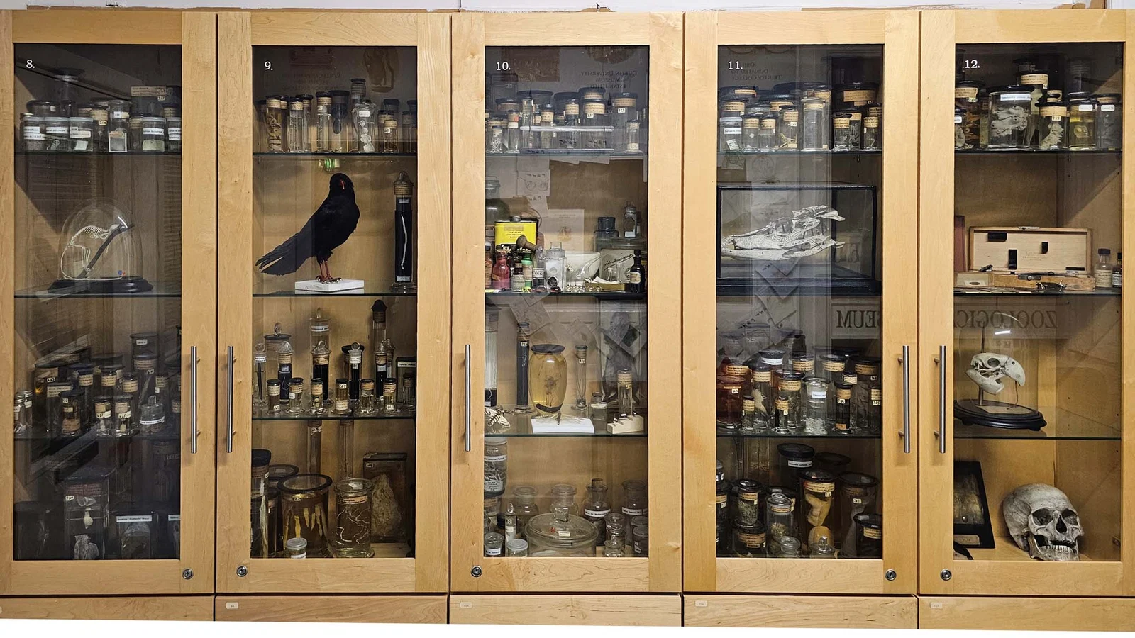 Musée zoologique de Trinity — Dublin