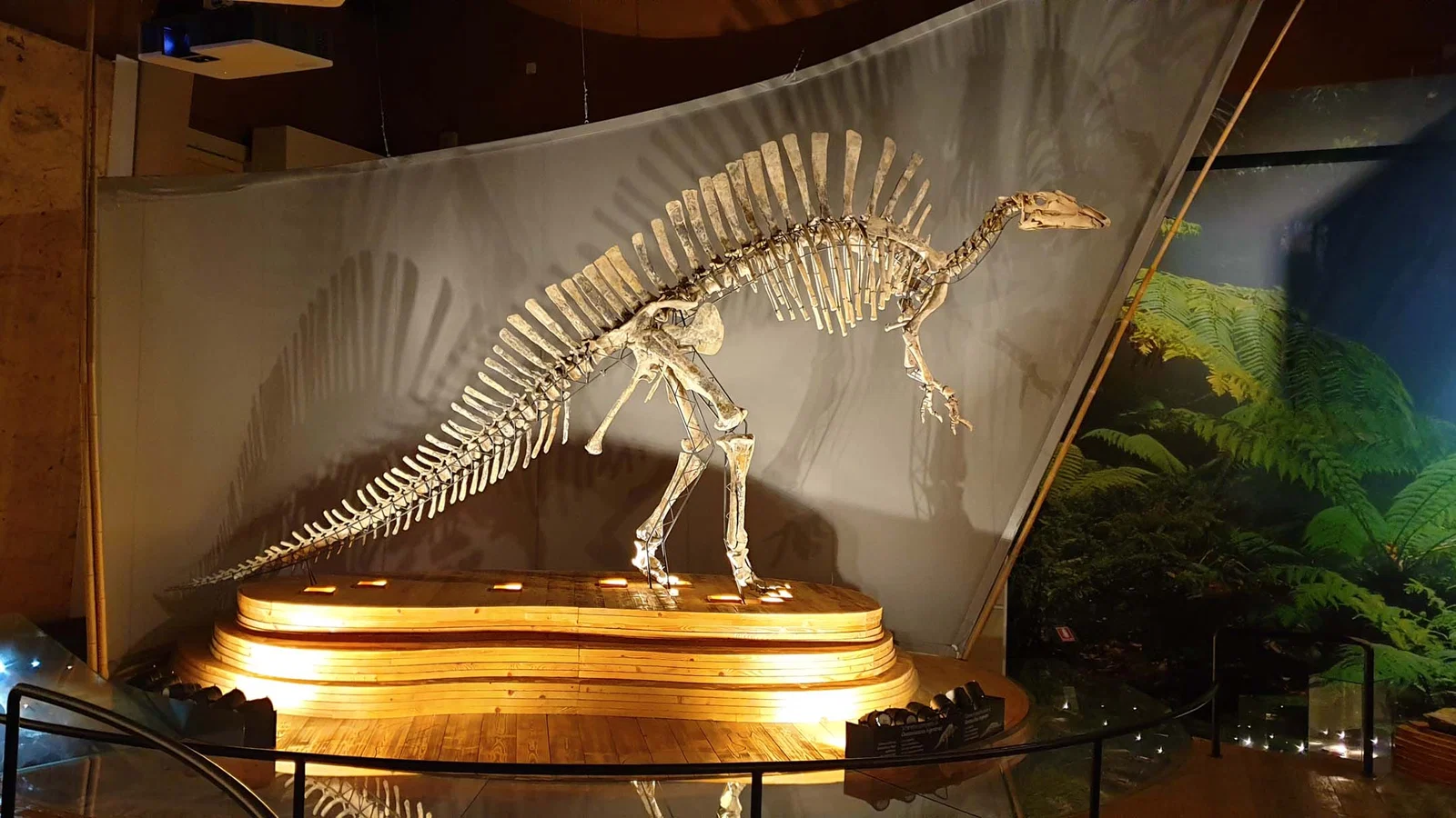 Museo di Storia Naturale — Venise