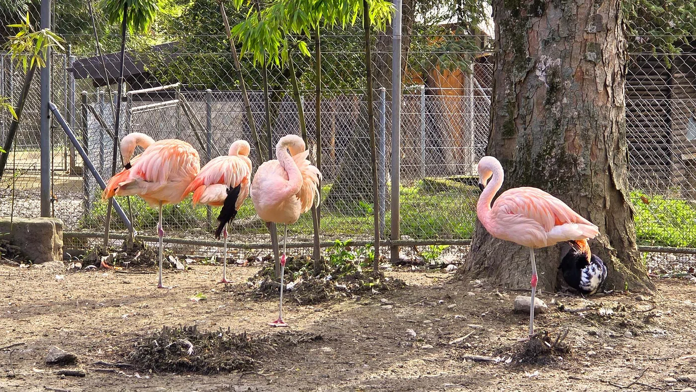 Parc aux animaux — Genève